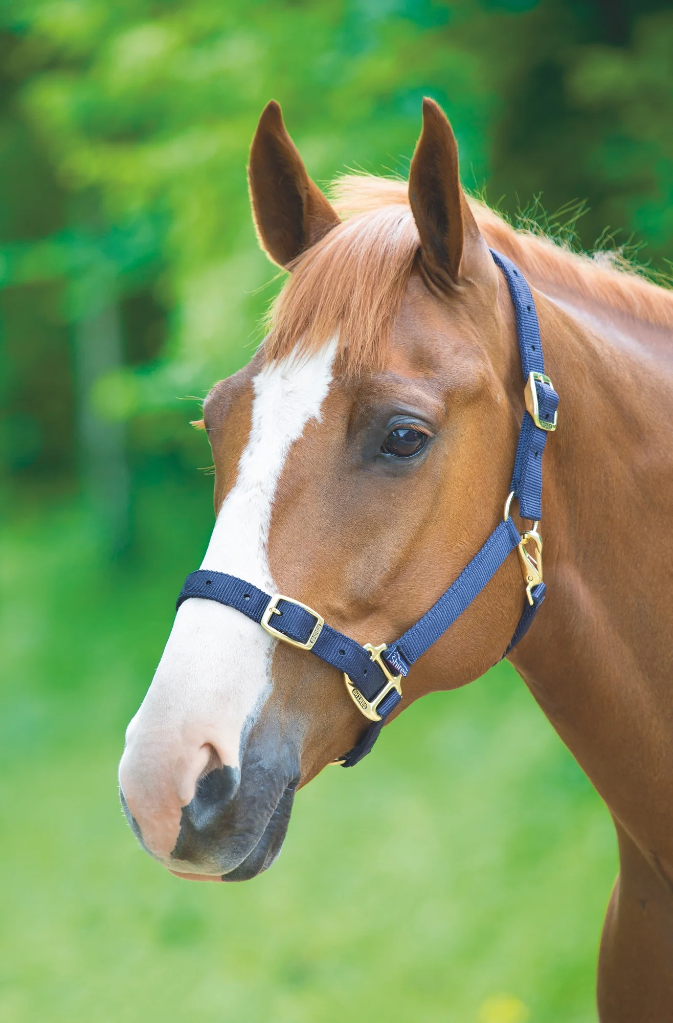 Adjustable Headcollar - Image 2