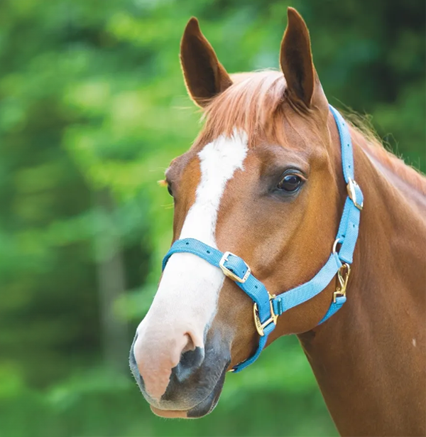 Adjustable Headcollar